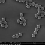SEM image of 1 um polystyrene carboxy microspheres